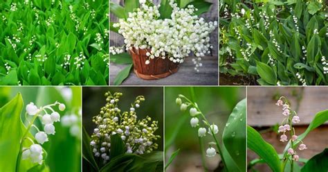 hermes lily of the valley|The Ultimate Guide To The Best Lily Of The Valley .